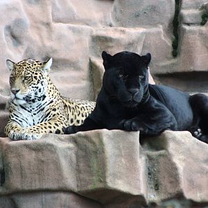 Parken Zoo summer 2013