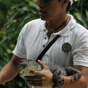 Crocodile handling