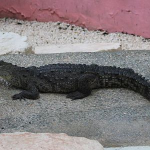 Moreleti's crocodile