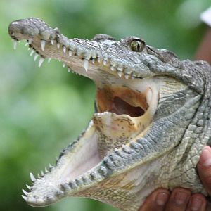 Moreleti's crocodile