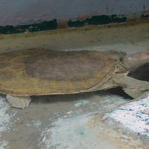 Softshell turtle ID