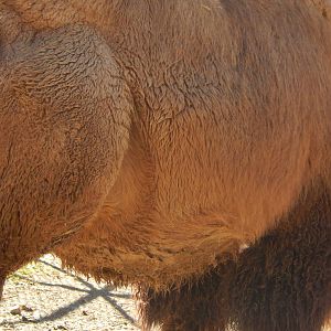 Feb. 2014 - Wildlife Canyon - A Pregnant Saari