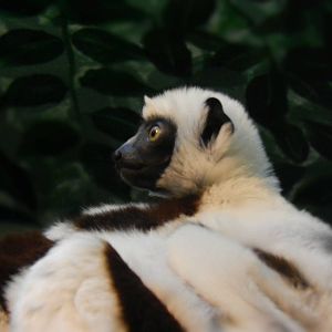 Feb. 2014 - Jungle Trails - Baby Coquerel's Sifaka