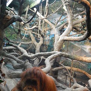 Feb. 2014 - Jungle Trails - Orangutan + Gibbon Indoor Exhibit + Lana