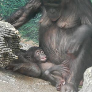 Feb. 2014 - Jungle Trails - Baby Kibibi with Mama Kimia