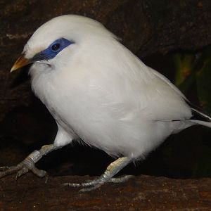 Feb. 2014 - Wings of the World - Bali Mynah