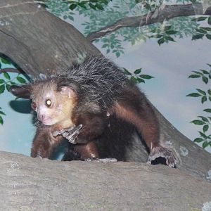 Feb. 2014 - Jungle Trails - Aye-Aye