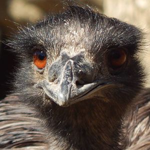 Feb. 2014 - Wildlife Canyon - Emu
