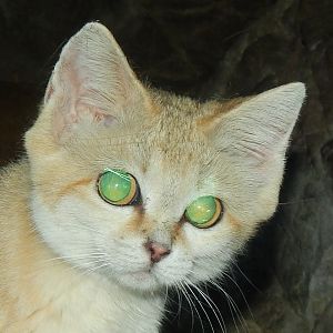 Feb. 2014 - Night Hunters - Arabian Sand Cat