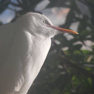 Feb. 2014 - Wings of the World - Cattle Egret