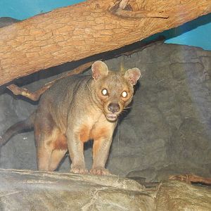 Feb. 2014 - Night Hunters - Fossa