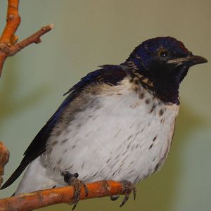 Feb. 2014 - Wings of the World - Violet-backed Starling