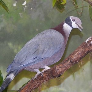 Feb. 2014 - Wings of the World - Black-collared Fruit Pigeon