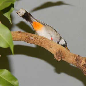 Feb. 2014 - Wings of the World - White-eared Bulbul