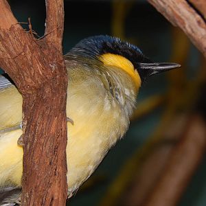 Feb. 2014 - Wings of the World - Blue-crowned Laughing Thrush