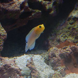 Feb. 2014 - Manatee Springs - Yellow Head Jawfish