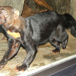 Feb. 2014 - Night Hunters - Running Tayra