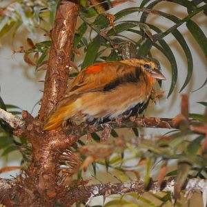 Feb. 2014 - Wings of the World - Orange Bishop