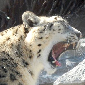 Feb. 2014 - Cat Canyon - Snow Leopard