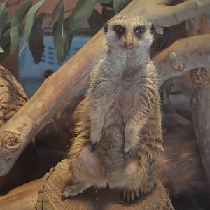 Meerkat