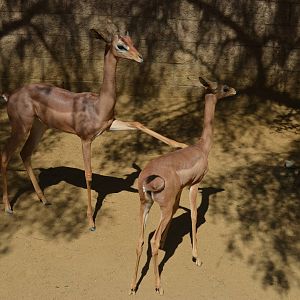 Gerenuk Youngsters