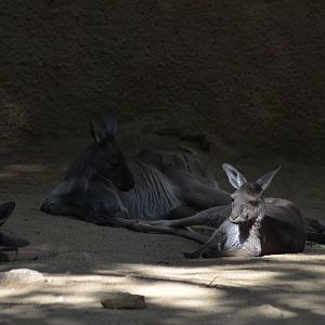 Gray Kangaroos
