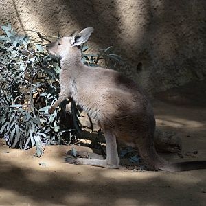 Gray Kangaroo