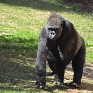 Western Lowland Gorilla