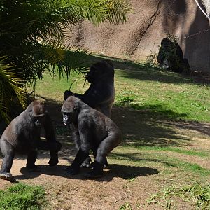 Campo Gorilla Reserve