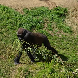 Western Lowland Gorilla
