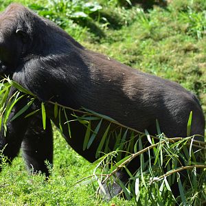 Western Lowland Gorilla