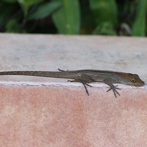Anolis ID