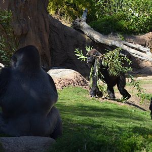 Campo Gorilla Reserve