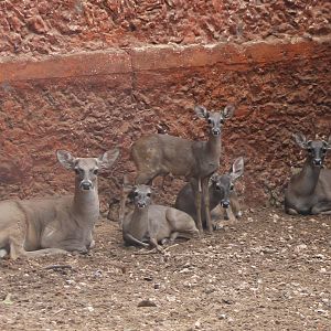Yucatan white-tailed deers