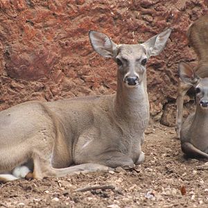 Yucatan white-tailed deers