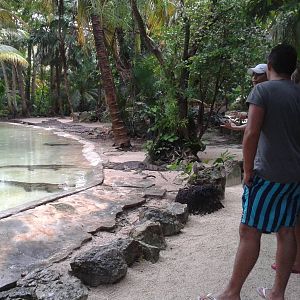 Crocodile walk through