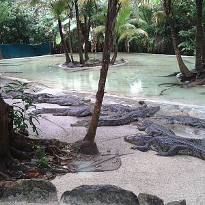Crocodile walk through