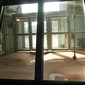 Gorilla House new indoor area
