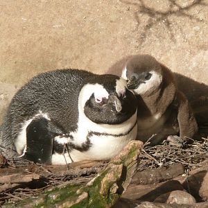 African penguin with chick .