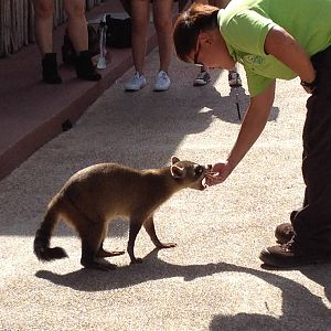 Crab-eating Raccoon
