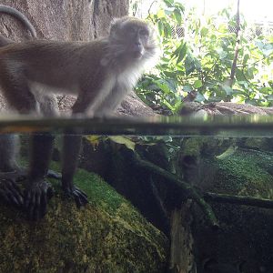 Crab-eating Macaque