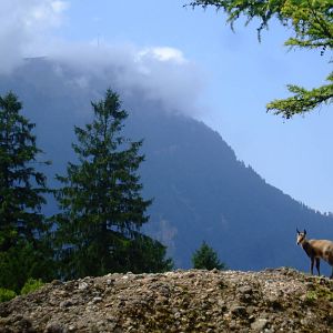 Alpine Chamois