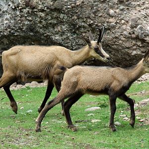 Alpine Chamois
