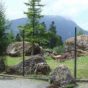 Alpine Chamois Exhibit