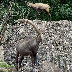 Alpine Ibex & Alpine Chamois