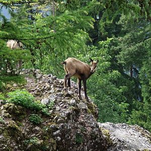 Alpine Chamois