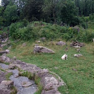 Syrian Brown Bear and European Grey Wolf Mixed-exhibit