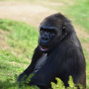 Western Lowland Gorilla