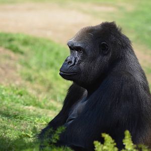 Western Lowland Gorilla