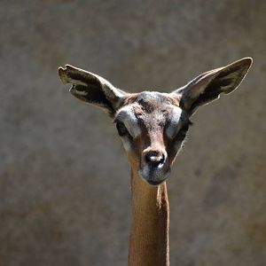 Gerenuk